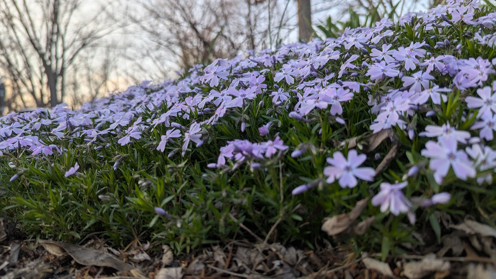 Purple Phlox