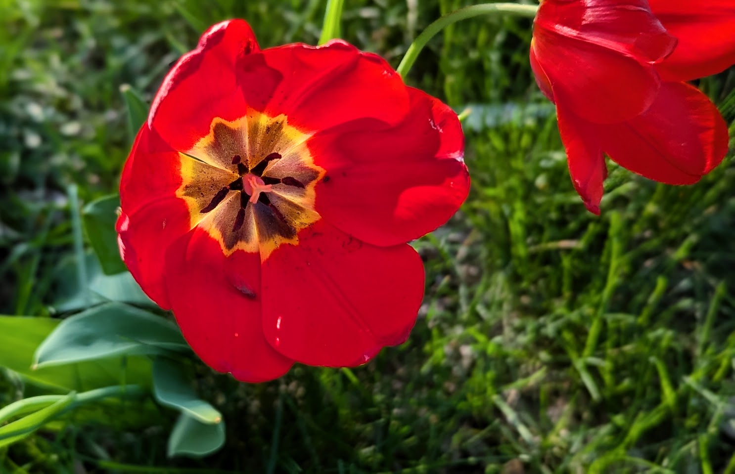 Tulips